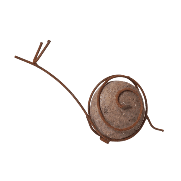 Rock Snail