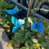 Blue Butterfly Stick3