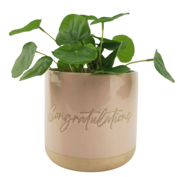Congratulations Planter