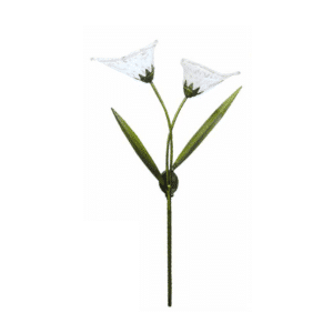 Solar lily white