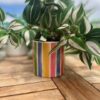Rainbow pot small with plant